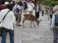 IMG_2975.1024x768.jpg